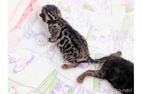 販売中の東京都のベンガル-115476の6枚目